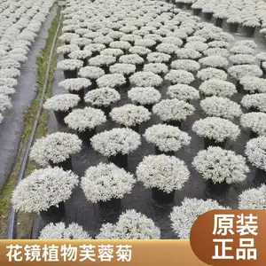 基地出售芙蓉菊 庭院栽培观赏苗园林景区地被种植绿化工程苗