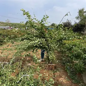河南三门峡大果连翘苗 卢氏连翘苗 药用3号连翘苗 高产连翘苗品种