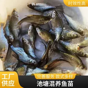 �������������� ��ˮ������������ ������ֳ�ɻ�***��������