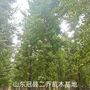 10公分至15公分银杏树,山东聊城东昌府区原生冠银杏树基地,银杏树产地上车价格,山东聊城银杏树