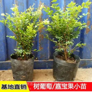 树葡萄苗批发 四季树葡萄嘉宝果 农户自产自销 园林绿化果树