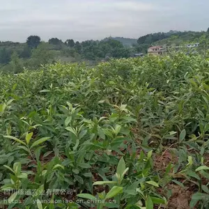 ��������������� ***������������ʩ���ص�