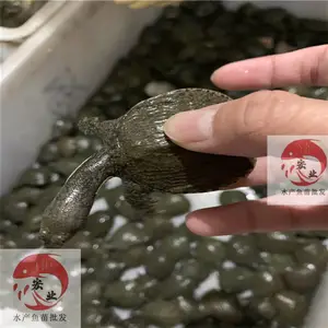 �㶫����_�糡ֱ��ˮ����_��ˮ�ձ���
