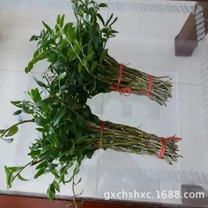 凌云苗源科技 铁皮石斛鲜条 中草药 优质产品 6666