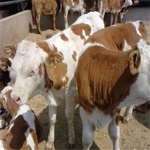 ���ճ���ţ�۲�ѯ ë�ػ�ţ����Ǯһ�� �Ĵ���ţ�����ۻ�ţ�� ���ػ�ţ��۸�