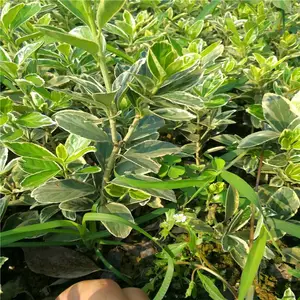 广东湛江春鹃小苗厂里恭请惠顾