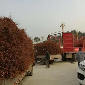 晚熟青脆李苗、晚熟青脆李苗产地、晚熟青脆李苗价格公道