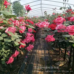 �������ٱ�Ǿޱ-��ľ����-�ٱ��¼�����3����
