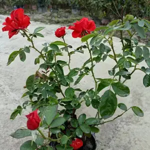 �¼����أ��¼�������ŷ�³��ۣ��¼�������Ӧ