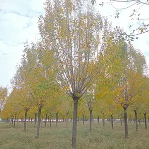 20公分至22公分白蜡,济宁白蜡基地是您的***