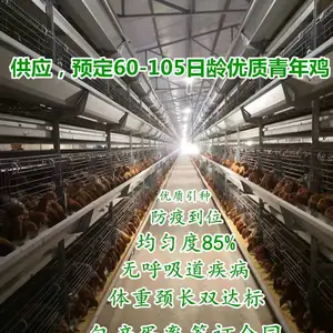 60天青年鸡市场价 60天-105日龄青年鸡代育 2025年青年鸡养殖