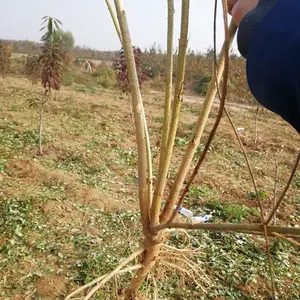 三年0.8公分连翘苗供应商联系方式 1年2年3年连翘苗种植基地各种规格齐全 大果高产连翘苗