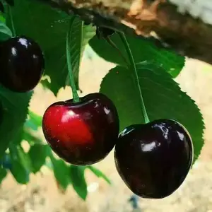 ����������ӣ���� ��ʯ֮��ӣ������ �ṩ��ֲ����