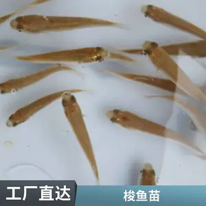 梭鱼苗骨刺少 肉质鲜嫩 成活*** 生长速度快 病害少 放流 *** 放生