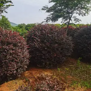 ���仨�컨��ľ ����Ƽ��¥��С���̻��õĲ�ɫ��ľ***�� ����Ǯ