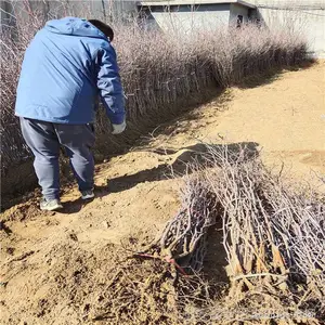 5����ʯ����۸� ����ʯ����ľ ����