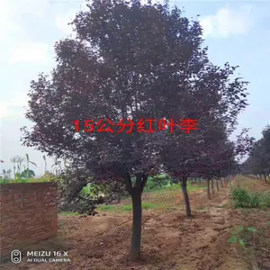 �����к�Ҷ��-5���ֺ�Ҷ�������Ӧ-��Ҷ�����