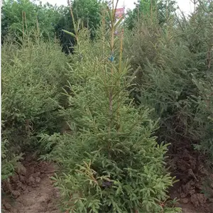 ֱ��1��2����ɼ3�ס�3.5�ס�4����ɼ��4.5��5����ɼ 6����ɼ��