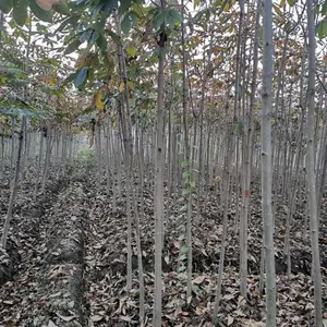 �������л��ع�Ӧ �컨��Ҷ������ �ۻ��컨��Ҷ�� �����̻�����