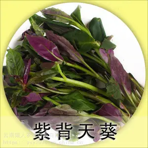 高原食材 紫背天葵泡沫箱1.5公斤 净重2斤 酒店 餐馆 家庭 一件代发