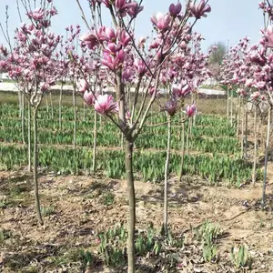 供应紫玉兰 紫玉兰种植基地 西安玉兰种植批发