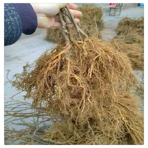 猕猴桃实生苗 原生苗 现挖现发 嫁接红阳猕猴桃苗 苗木基地批发