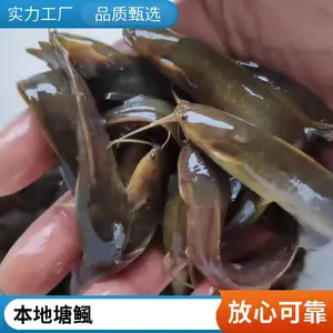 鲲腾 鳅鱼 滑鱼 本地塘鲺鱼苗 健康快大 苗场直发