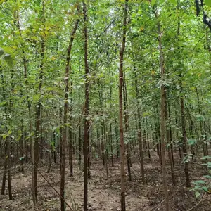陕西西安二乔苗木榆树苗批发基地上车价格,4公分榆树苗厂家批发,榆树小苗产地报价