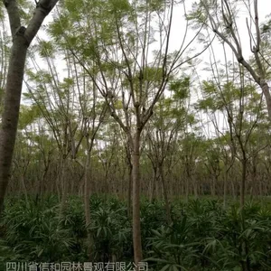 蓝花楹直销价 规格齐全 成都批发