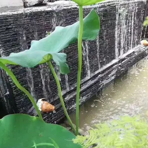 ��ɫ��ˮʯ��Ȼ��ʯ��¹��Ļ�ש��ɫשǽ���⻨԰ͥԺˮ�ر���ǽ