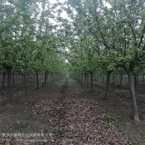 ���� ����������� ������������ؾ�Ӫ ����ũҵ