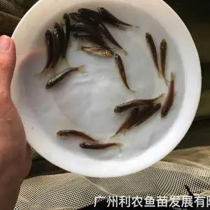 丁桂鱼苗批发 欧洲丁贵鱼苗出售 高端品种养殖难度低