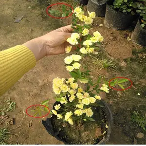 ľ�㻨������ֲ��Ũ���ļ�Ǿޱ��ͥԺ��ľ�㻨����������������