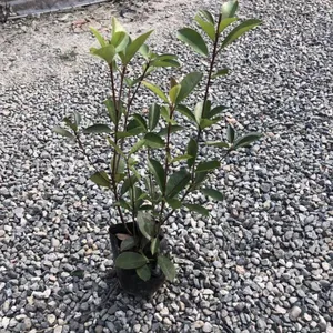 供应工程苗木红叶石楠,红继木小苗,木春菊花卉,金叶女贞小苗,金叶连翘