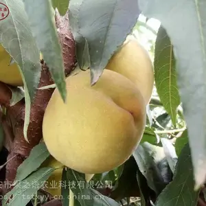 ��������������ͮ���硢���ͽ��������ֲ����