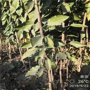��³��˹ӣ����Ʒ��*** 2����ӣ�����׳ɻ� 1��ӣ������ֲǰ��