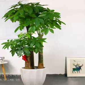 绿植销售绿植配送绿植养护