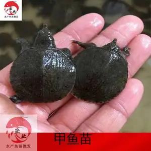 ***���糡_�糡���������_����������