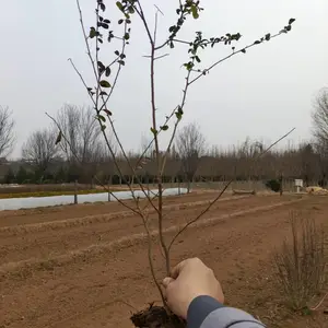 陕西周至直供营养钵 / 营养杯 / 容器苗火棘 观果绿篱绿化苗 现货批发