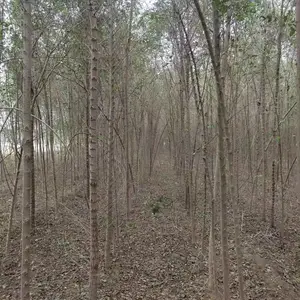 陕西安康二乔苗木榆树苗种植基地装车价格,5公分榆树苗厂家批发,榆树小苗产地报价