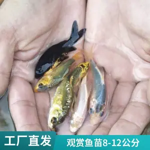 烟台锦鲤鱼苗基地 5-8公分观赏鱼苗 山东烟台本地养殖场