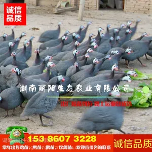 优质珍珠鸡苗批发另有贵妃鸡苗七彩山鸡苗