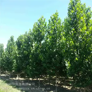 8���ַ�ͩ �۸�һ�� ˧�� ��ֲ���� ��ͩ ��������