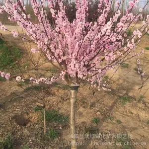 ��÷ ��÷����۸�  ͥԺ�ֵ��̻�����÷����