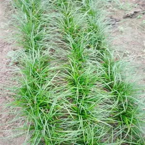 麦冬草绿化苗 宽细叶地被植物矮玉龙草 高10厘米四季常青易管理