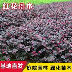�컨��ľ���ľС�����ľ���Թ����̻���ľ���綬�����̻�������