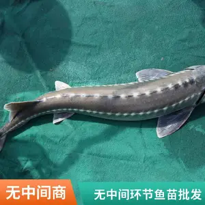 山东滨州本地鲈鱼苗鲟鱼鱼苗养殖场 自产自销优质淡水鱼苗规格齐全