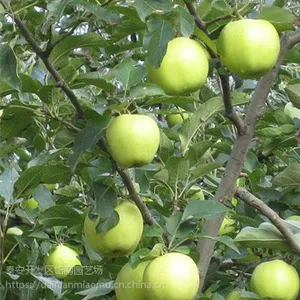 ά��˹�ƽ�ƻ���������� ά��˹�ƽ�ƻ�������Ǯ ɽ��ά��˹�ƽ�ƻ������������