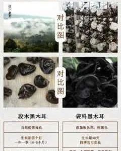 原生态绿色养生食材段木黑木耳与大棚袋料黑木耳的区别