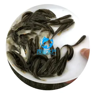 鲩鱼苗-中山青竹鲩鱼苗批发/潮州正宗青竹鲩鱼苗